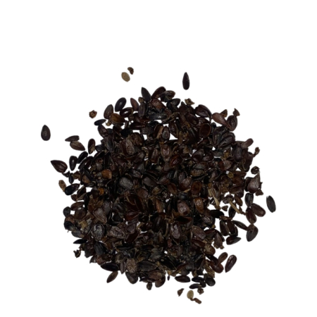 Ephedra sinica | Ma-Huang, Meerträubel | 2,5gr Samen